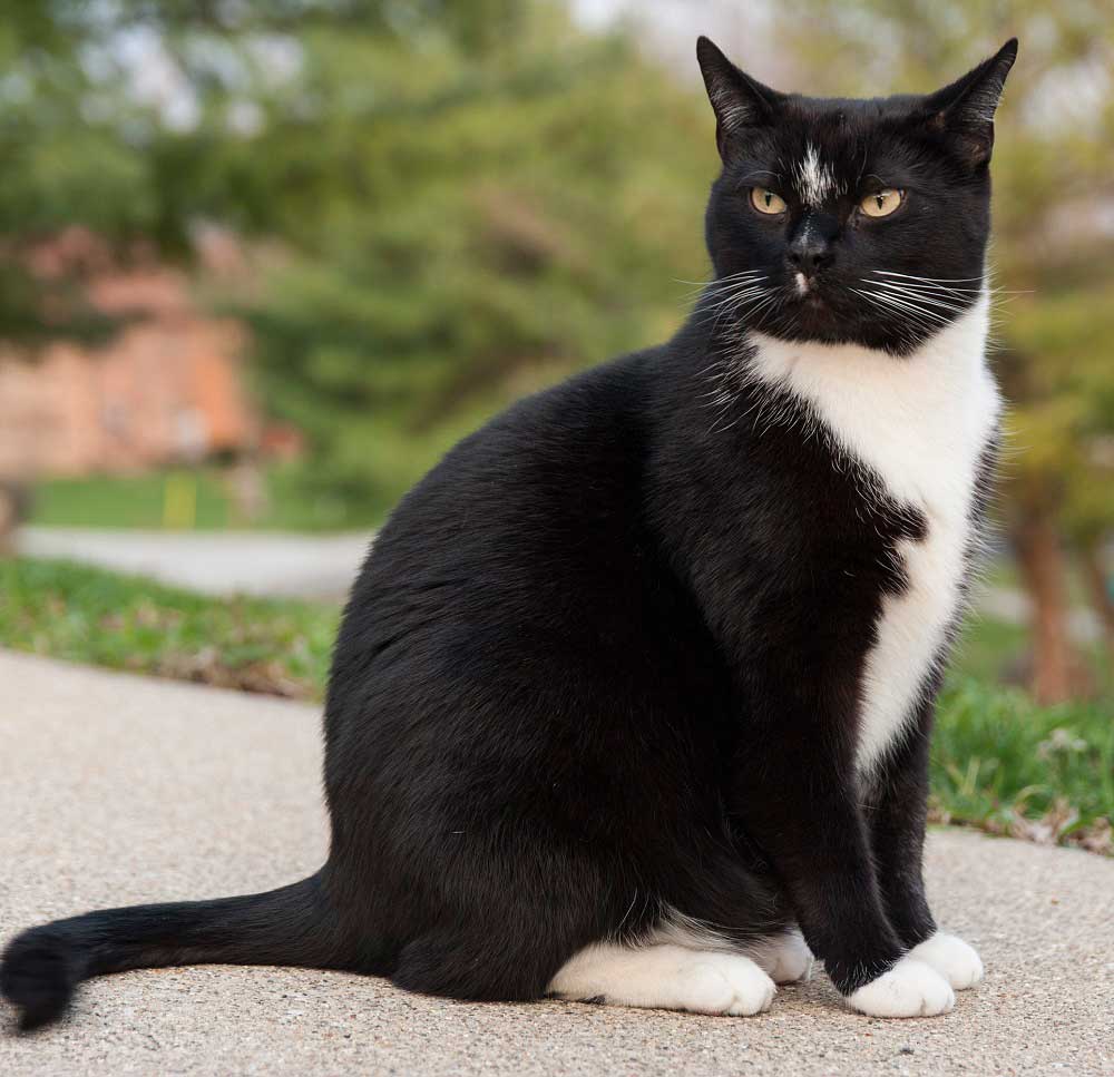 Tuxedo Smokinli Kedi Kedi Cinsleri En Begenilen Turler Ve Ozellikleri