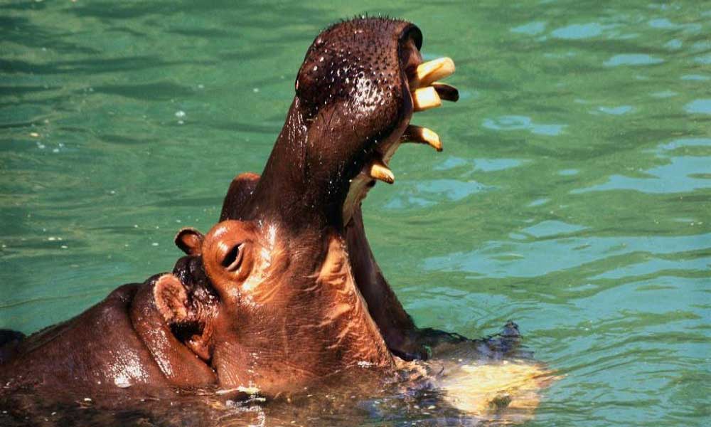 Hipopotamların Ağzı Ne Kadar Açılabilir?