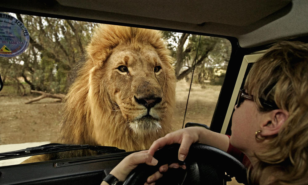 Kişiye özel Safari turları!