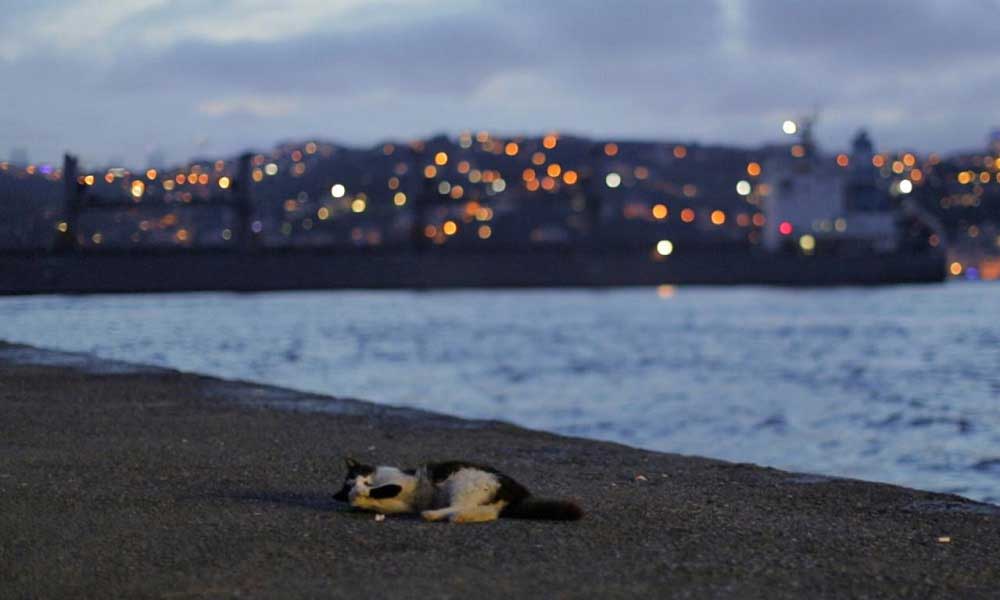 İstanbul'un Simgesi Kedilerin Hayatlarına Daha Yakından Tanıklık Etmek