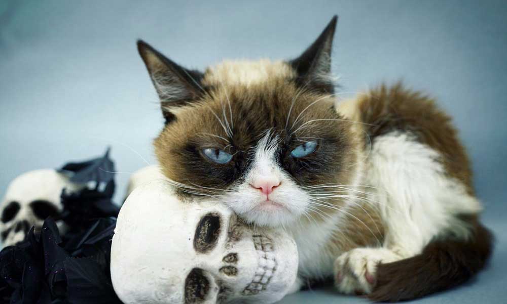 Grumpy Cat Kazandığı 710 Bin Dolarlık Tazminat Davasıyla Sahibini İhya