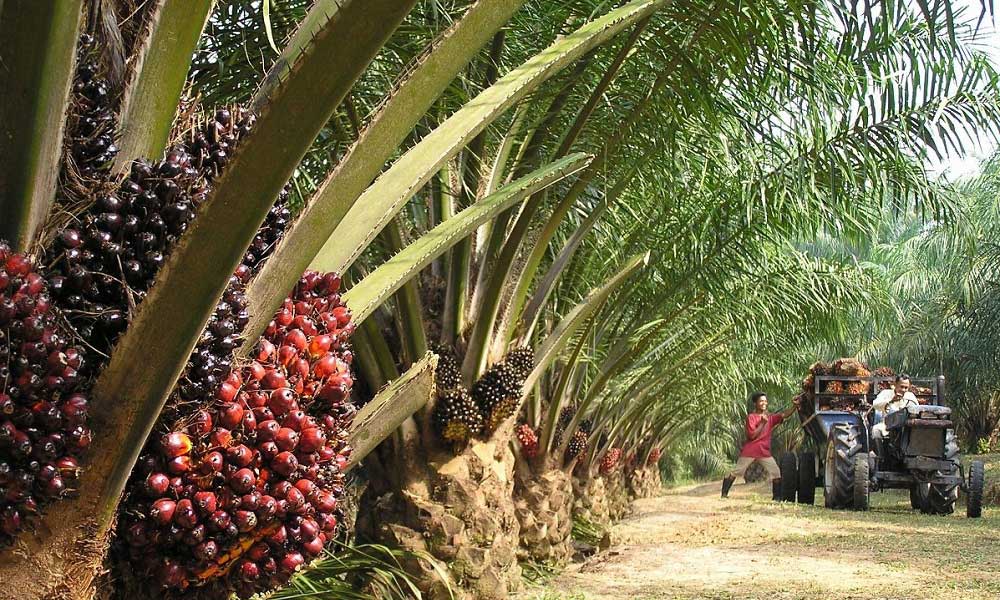 Palm Yağı Ormansızlaşma İş Gücü İhlali Tartışmalar 
