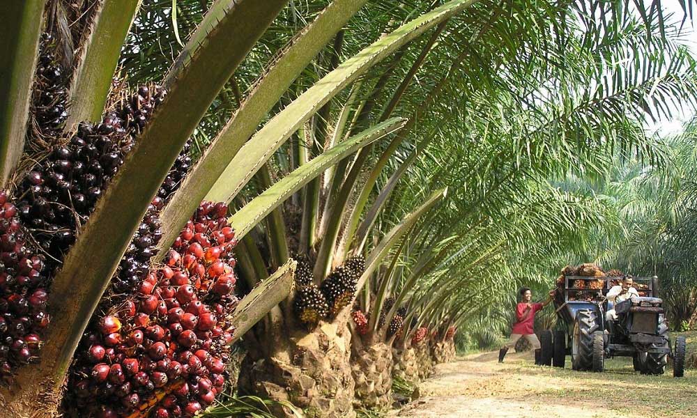 Yükselen Fiyatlar Güneydoğu Asya Palm Yağı Fayda 