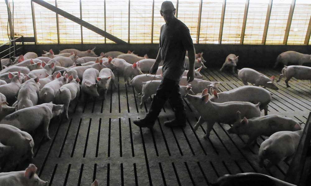Çiftlik Bürosu Ekonomisti Çin Domuz Ateşi ABD Kaçırılmış Fırsat 