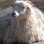 Ankara Keçisi Tiftiğinin Fiyatları Geçen Yılın 30 Liralık Devlet Desteğini Geçti