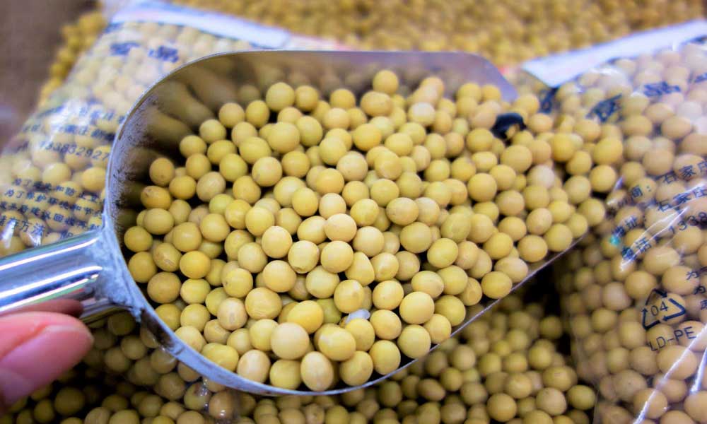 ABD Soya Fasulyesi İhracatı
