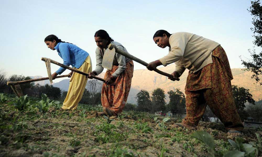 Hint Çiftçiler Ekonomi için Önemli