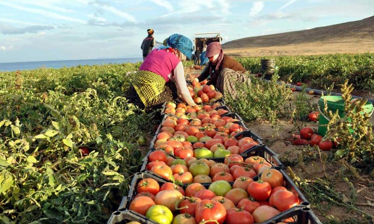 TCMB: TÜFE’de Yavaşlamanın Ana Belirleyicisi İşlenmemiş Gıda
