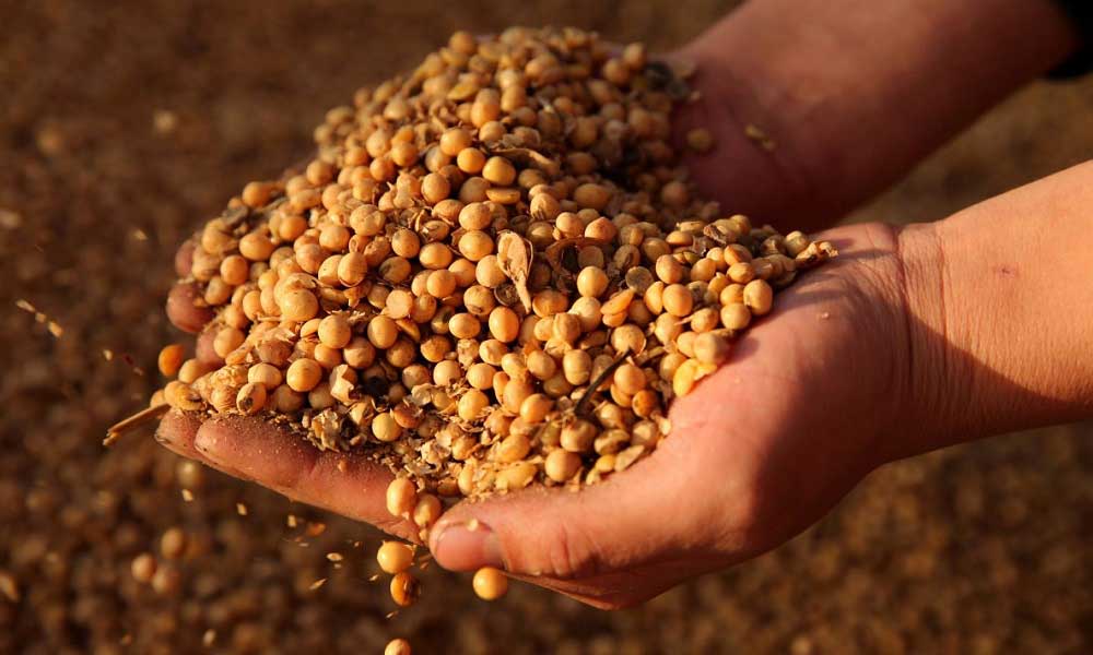 ABD Soya Ticaretini Düzeltmek İstiyor