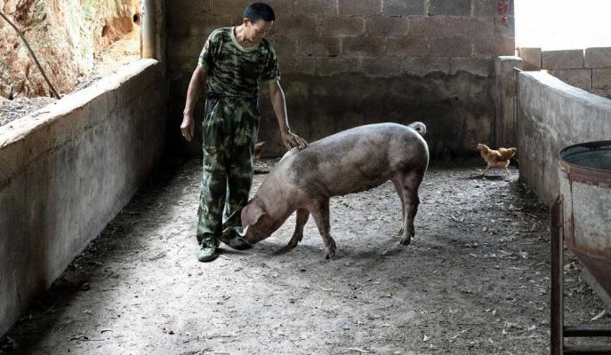 Çin’in Domuz Kıtlığı ABD’li Çiftçilere Kazanç Sağlama Fırsatı Verebilir