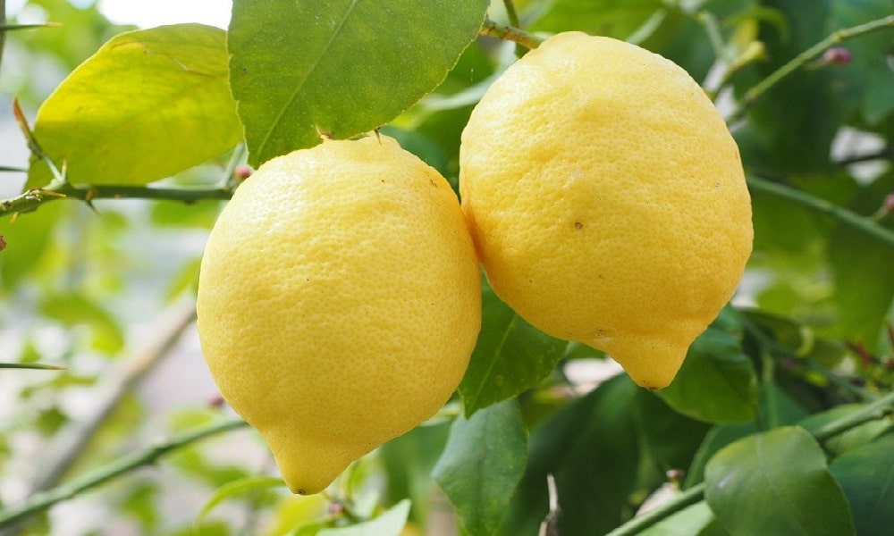 Limon Fiyatında En Fazla Azalma Görülen Ürün