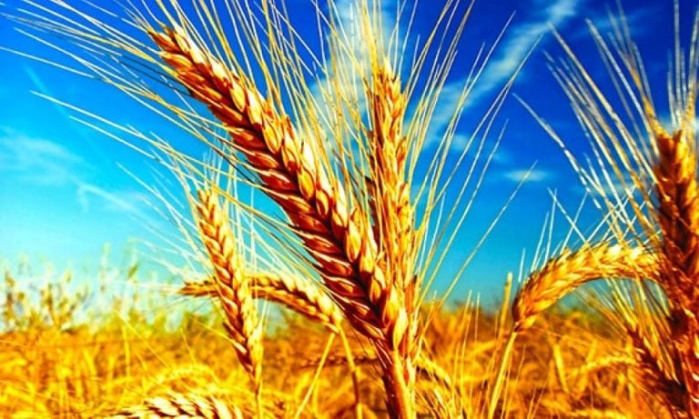 TMO Türkiye’nin Yıllık Buğday Üretim Hedefini 21,5 Milyon Ton Olarak Belirledi