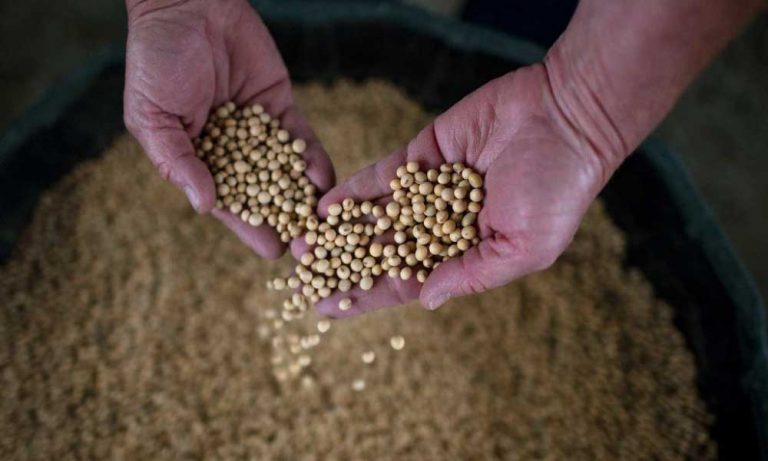 Çin’in ABD Soya Fasulyesi İthalatı Kasım’da Arttı