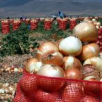 Hindistan’ın Soğan Krizi, Türkiye’den 1,5 Ayda 50 Bin Tonluk İhracat Sağladı