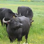 Türkiye’deki Manda Sayısı Sağlanan Desteklerle Artırılarak 200 Bine Dayandı