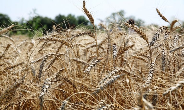 2019’da En Çok İthal Edilen Ürünlerin Başında Buğday Yer Aldı