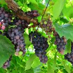 İTO: “Yaş Üzüm, 2019 Aralık’ta Fiyatı En Fazla Yükselen Ürün Oldu!”