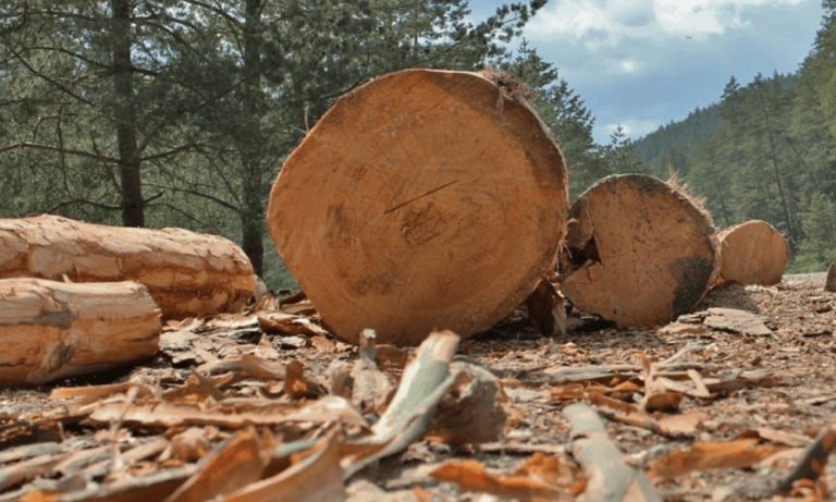 Mobilya, Kağıt, Orman Ürünleri Sektörü 2019 İhracatından 5,5 Milyar Dolar Kazandı