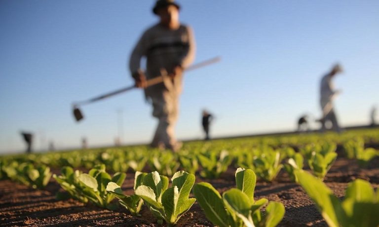 Tarım-ÜFE 2019’un Son Ayında %2,17 Oranında Artış Gösterdi