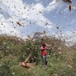Afrika’daki Çekirge İstilası Geçim Kaynakları için Benzeri Görülmemiş Tehdit Oluşturuyor