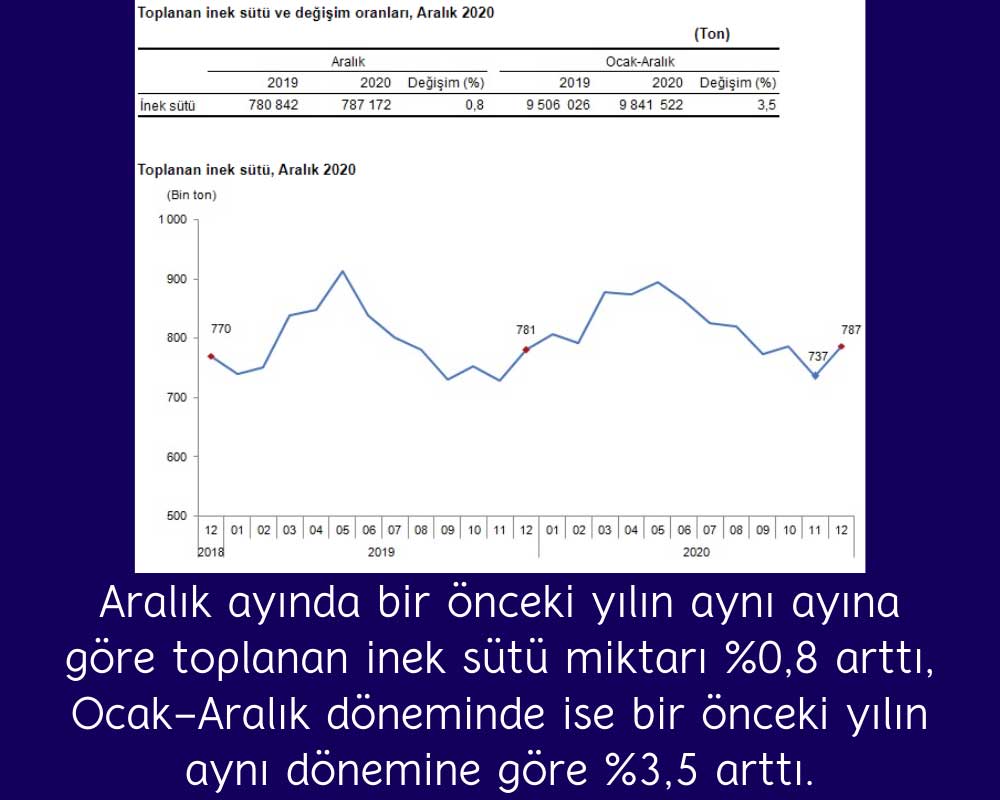 Aralık Toplanan İnek Sütü Miktarı Arttı Aralık Toplanan İnek Sütü Miktarı Arttı