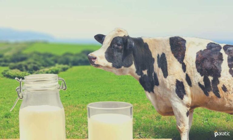 Nisan’da Türkiye Genelinde Toplanan Süt Miktarı %1,8 Arttı