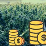 Kanada Borsasının Yıldızı Kenevir Gelirini %55 Artıran Tilray Oldu