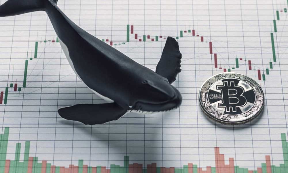 Balinaların Bitcoin Varlıkları Tüm Zamanların En Yükseğine Ulaştı