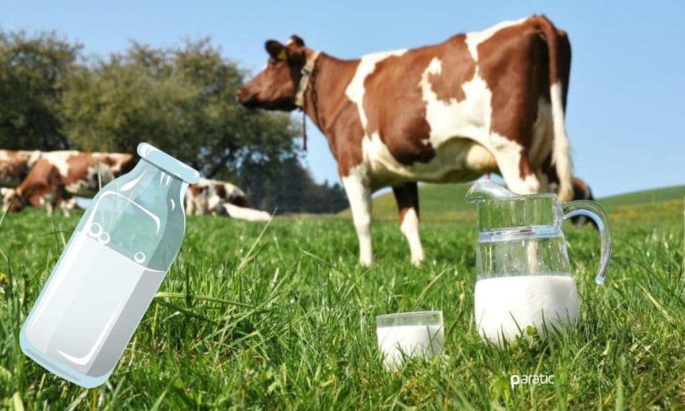 Kasım’da Türkiye Genelinde Toplanan Süt Miktarı %3,6 Arttı