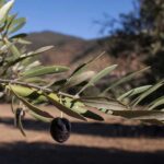 Zeytinliklere Madencilik İzni Verildi! Karara Tepki Büyüyor