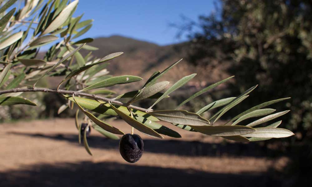 Zeytinliklere Madencilik İzni Verildi! Karara Tepki Büyüyor