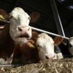 Cumhurbaşkanı Kararıyla Besicilere Yeni Destek Açıklandı