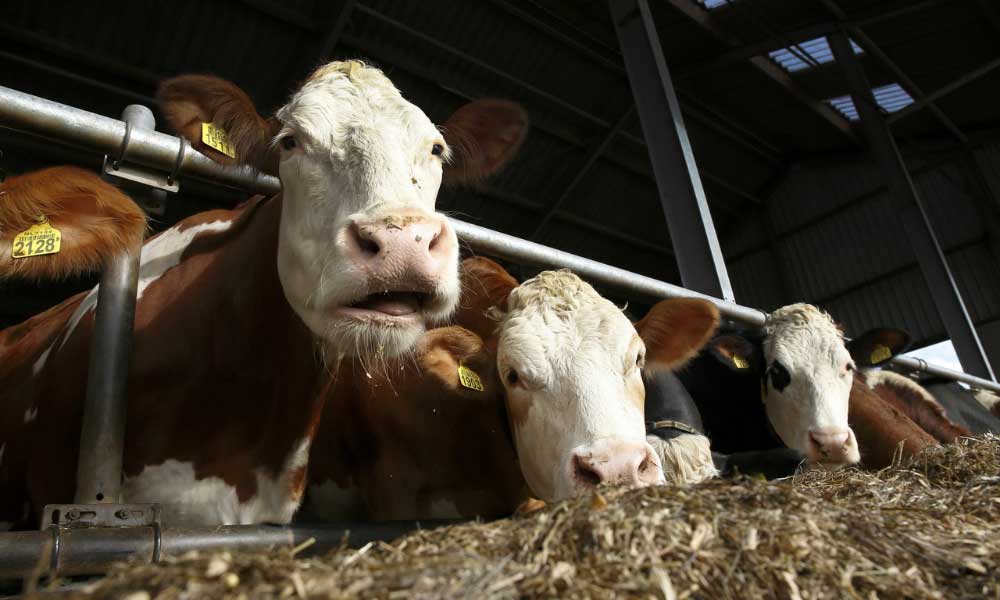 Cumhurbaşkanı Kararıyla Besicilere Yeni Destek Açıklandı