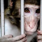 DSÖ: Maymun Çiçeği için Hemen Doğru Önlemler Alınmalı