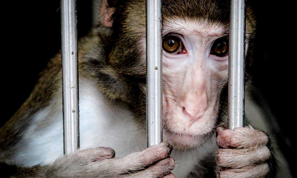 DSÖ: Maymun Çiçeği için Hemen Doğru Önlemler Alınmalı