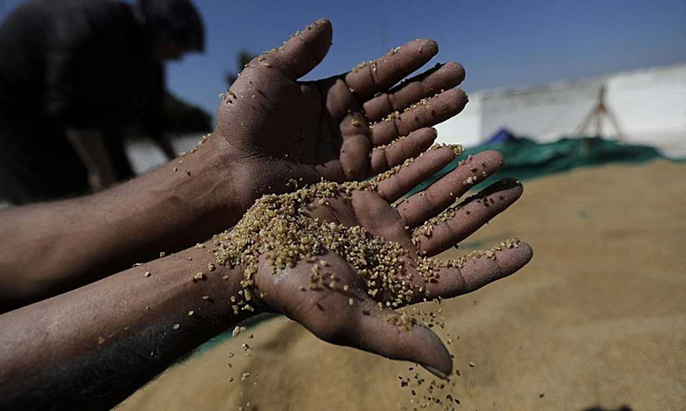 Dünya Buğday Stokları 2008 Krizi Sonrası En Düşük Seviyede