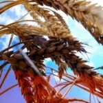 Rusya: Batı Yaptırımlarla Küresel Gıda Krizini Tetikliyor