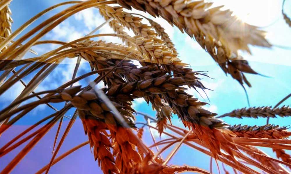 Rusya: Batı Yaptırımlarla Küresel Gıda Krizini Tetikliyor