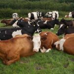 Besiciye 2500 TL Desteğin Süresi Uzatıldı!