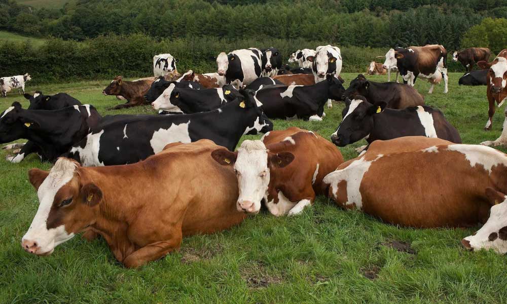 Besiciye 2500 TL Desteğin Süresi Uzatıldı!