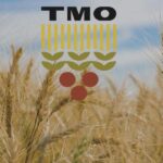 Kirişci Duyurdu: TMO Tahıl Alım Fiyatlarını Artırdı!