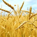 Rus Bakan: Tahılımız Sadece Dost Ülkelere Satılacak