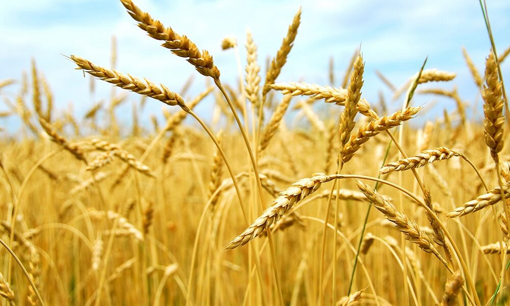 Rus Bakan: Tahılımız Sadece Dost Ülkelere Satılacak