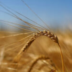 Rusya’dan Küresel Pazara 25 Milyon Ton Tahıl