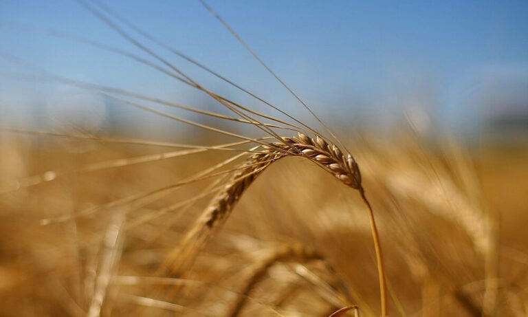 Rusya’dan Küresel Pazara 25 Milyon Ton Tahıl