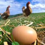 Tavuk Eti Üretiminde Artış Nisan’da Hızlanırken Yumurtada Düştü