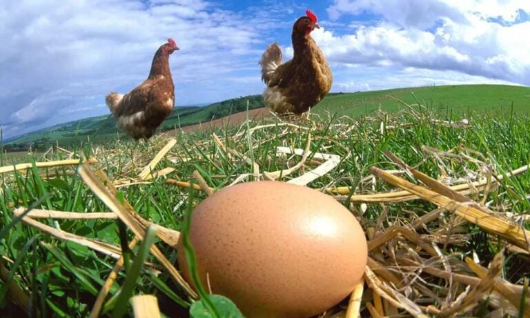 Tavuk Eti Üretiminde Artış Nisan’da Hızlanırken Yumurtada Düştü