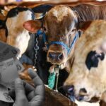 TZOP Başkanından Kurbanlık Fiyatlarına İlişkin Açıklamalar!