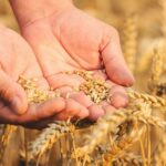 Uluslararası Kurtarma Komitesi’nden Gıda Krizine Çözüm Önerileri