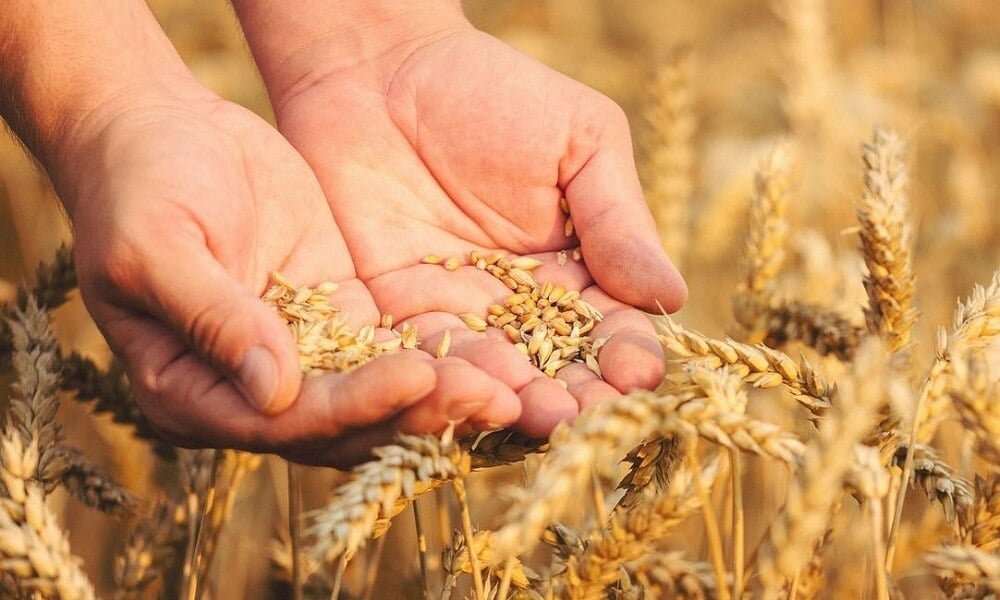 Uluslararası Kurtarma Komitesi’nden Gıda Krizine Çözüm Önerileri